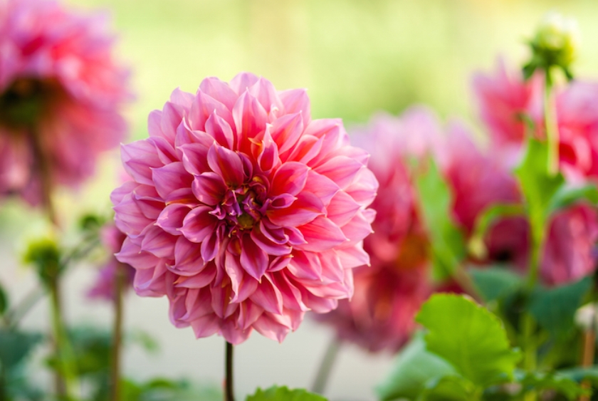 Buy Dahlia Flower High Germination Seeds Online @ ₹110 from ShopClues