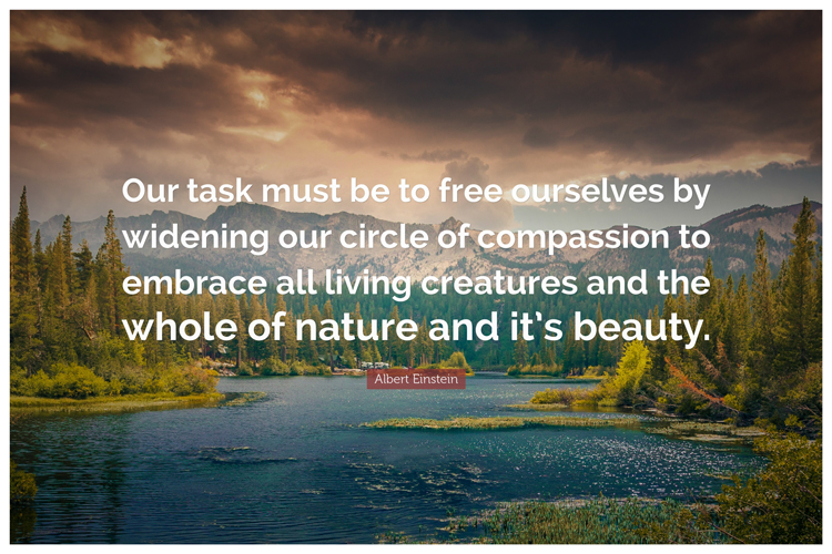 Buy Posterskart Albert Einstein 'Nature' Quote Poster (12 x 18 inch ...