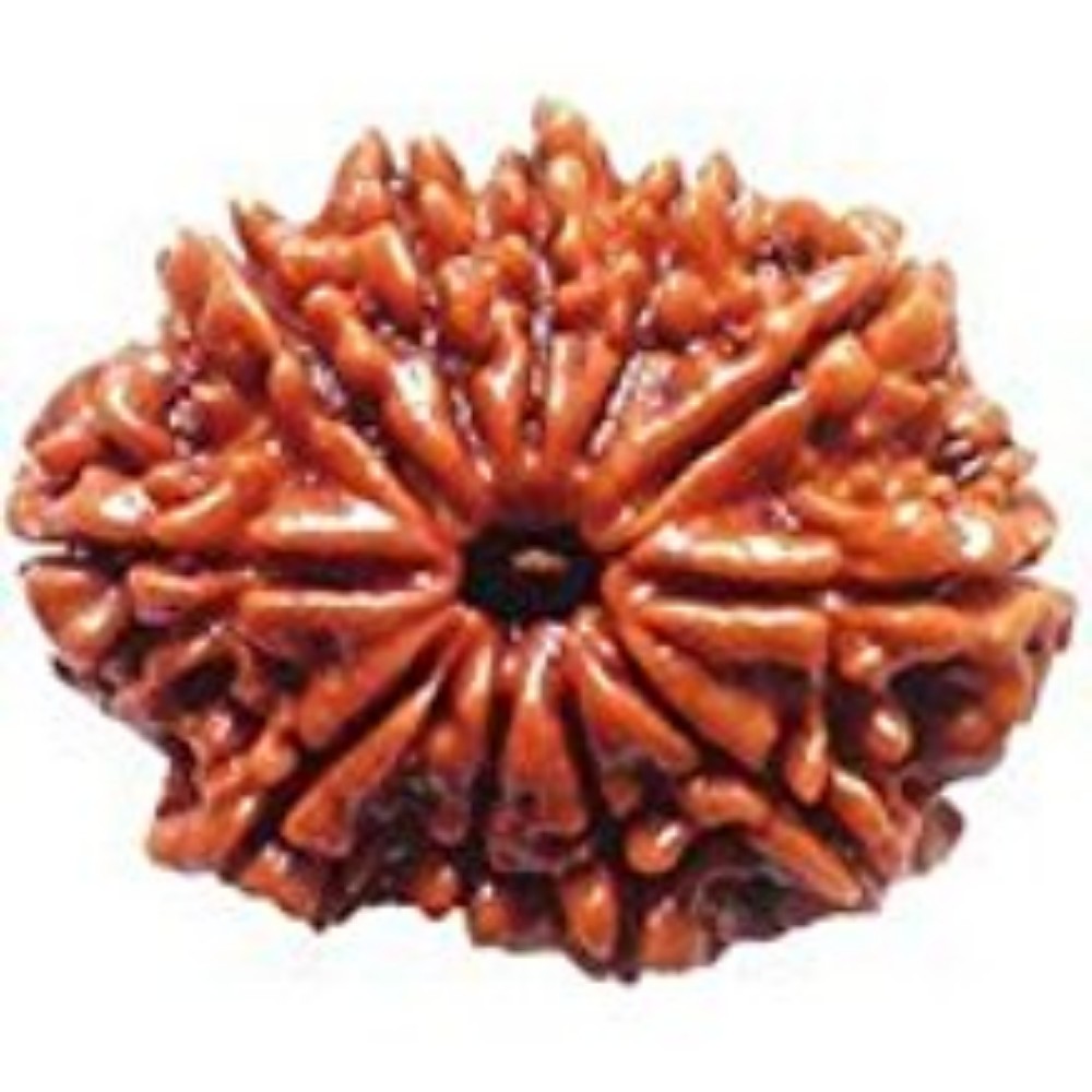 Buy Original Mukhi Rudraksha Eleven Faced Rudraksha Brown Online