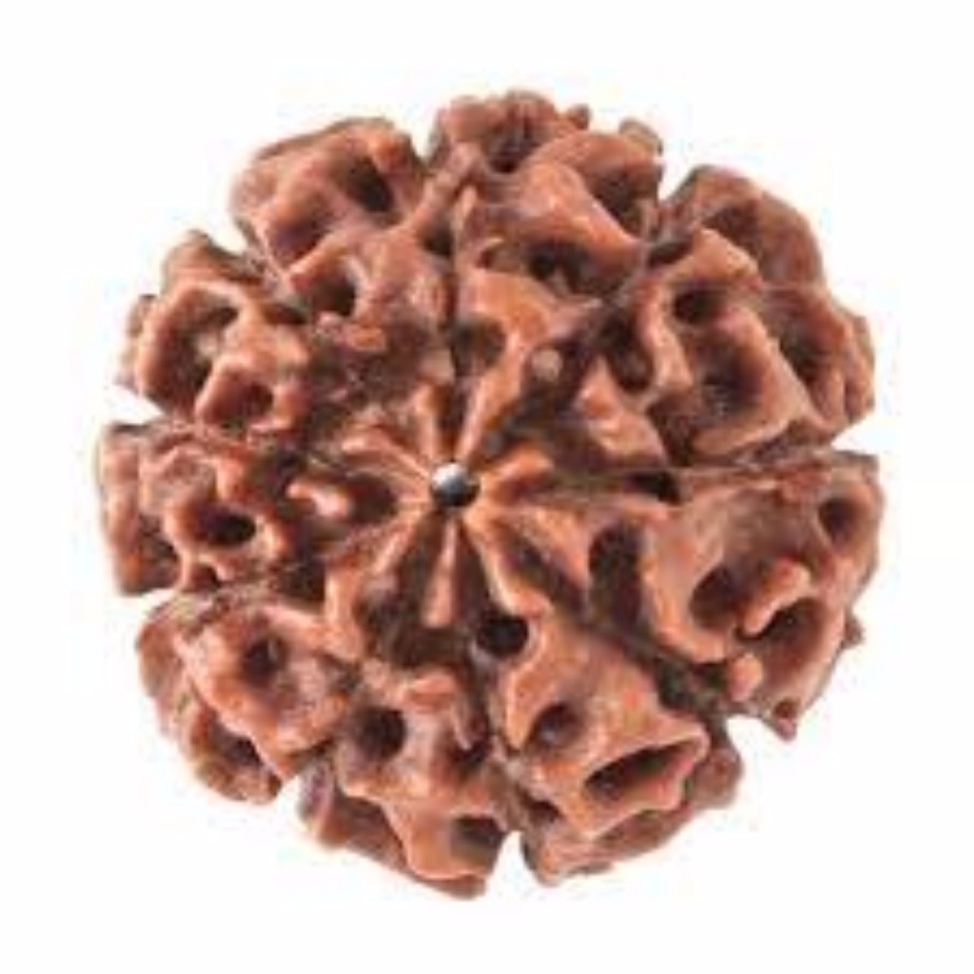 Buy Mukhi Nepali Rudraksha Seven Face Nepali Rudraksha With