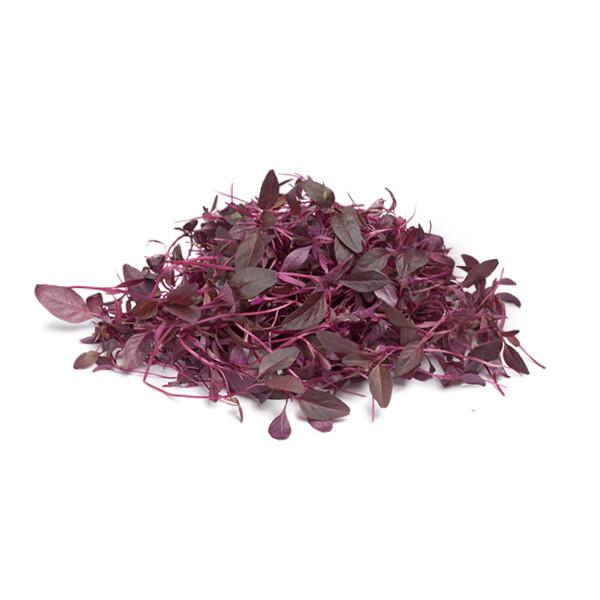 Buy Microgreens Amaranthus Red Seeds, Chaulai Saag Microgreen Seed