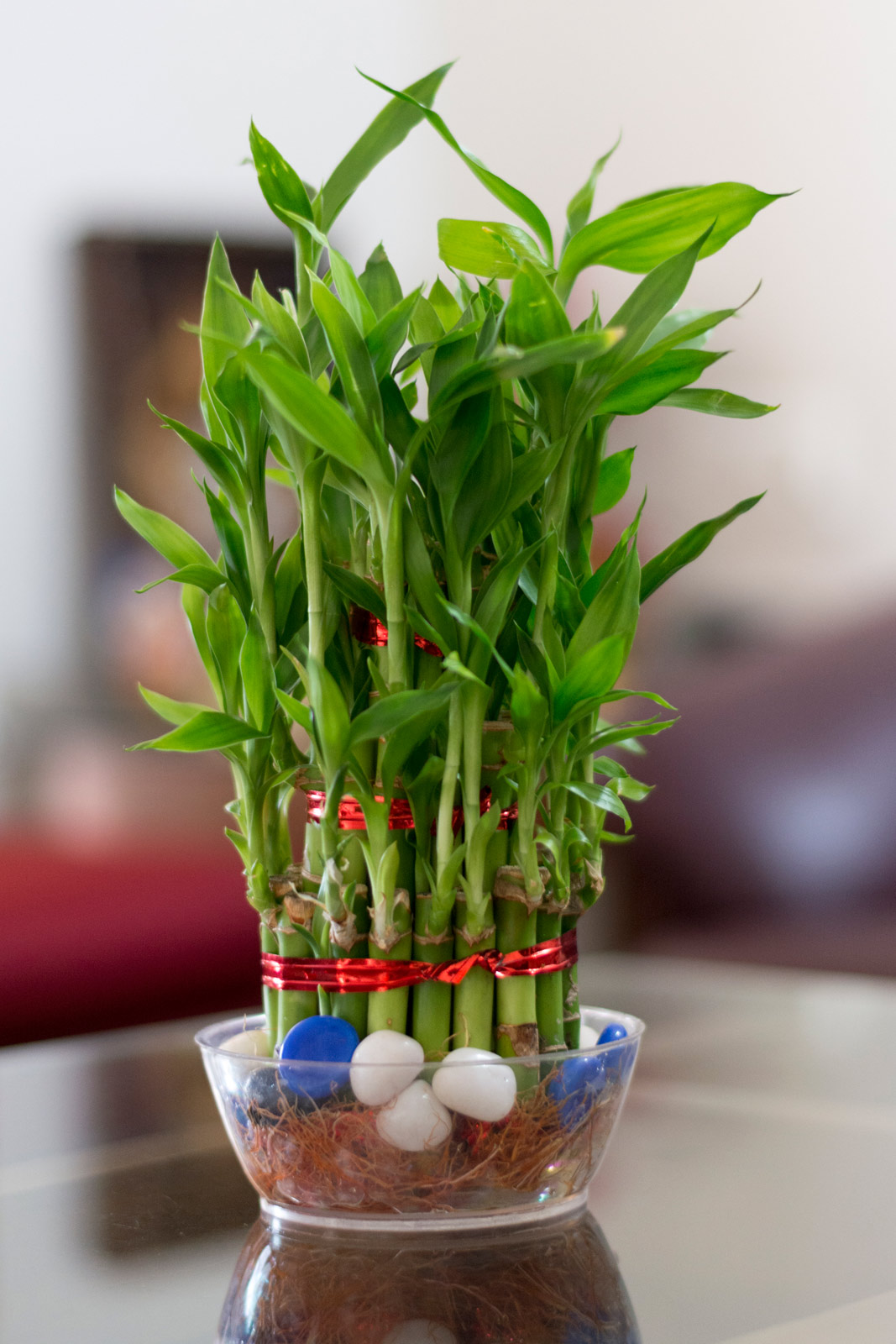 Shop 3 Layer Lucky Bamboo Plant India