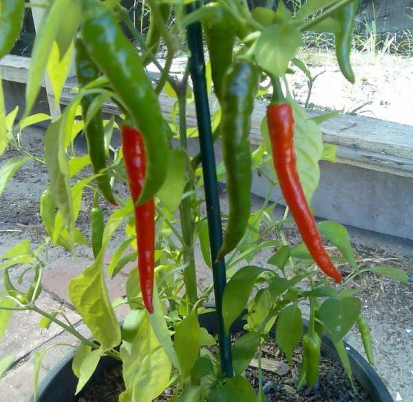 Buy Pusa Jwala Chilli Seeds Online @ ₹99 from ShopClues