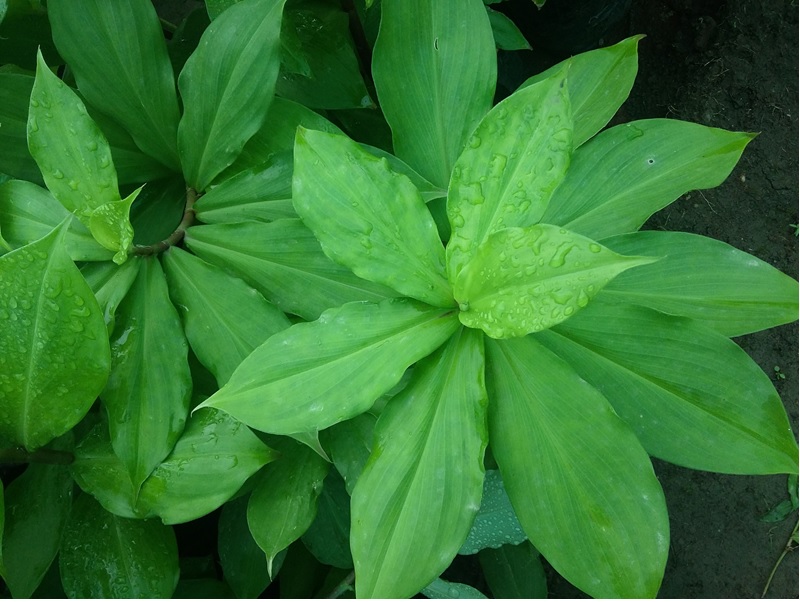 Buy Insulin Plant Costus Igneus Online ₹460 from ShopClues