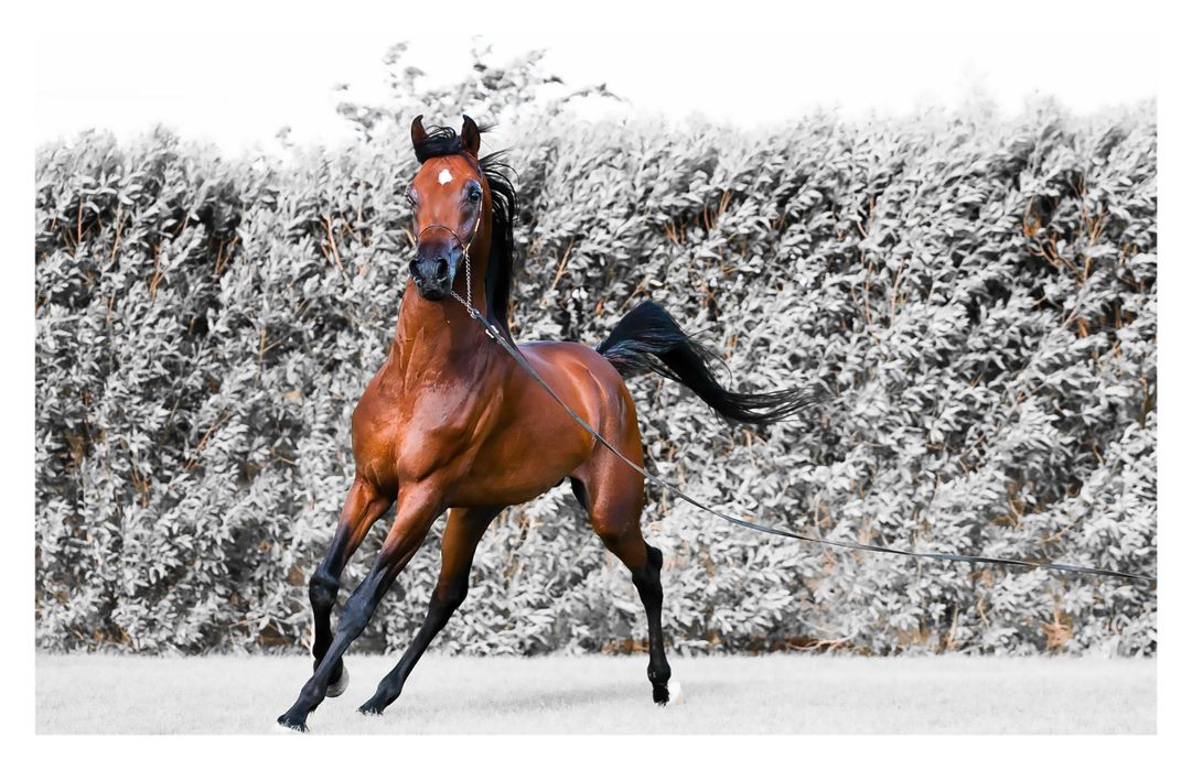 Buy Horse Poster horse posters running horse poster horse wall