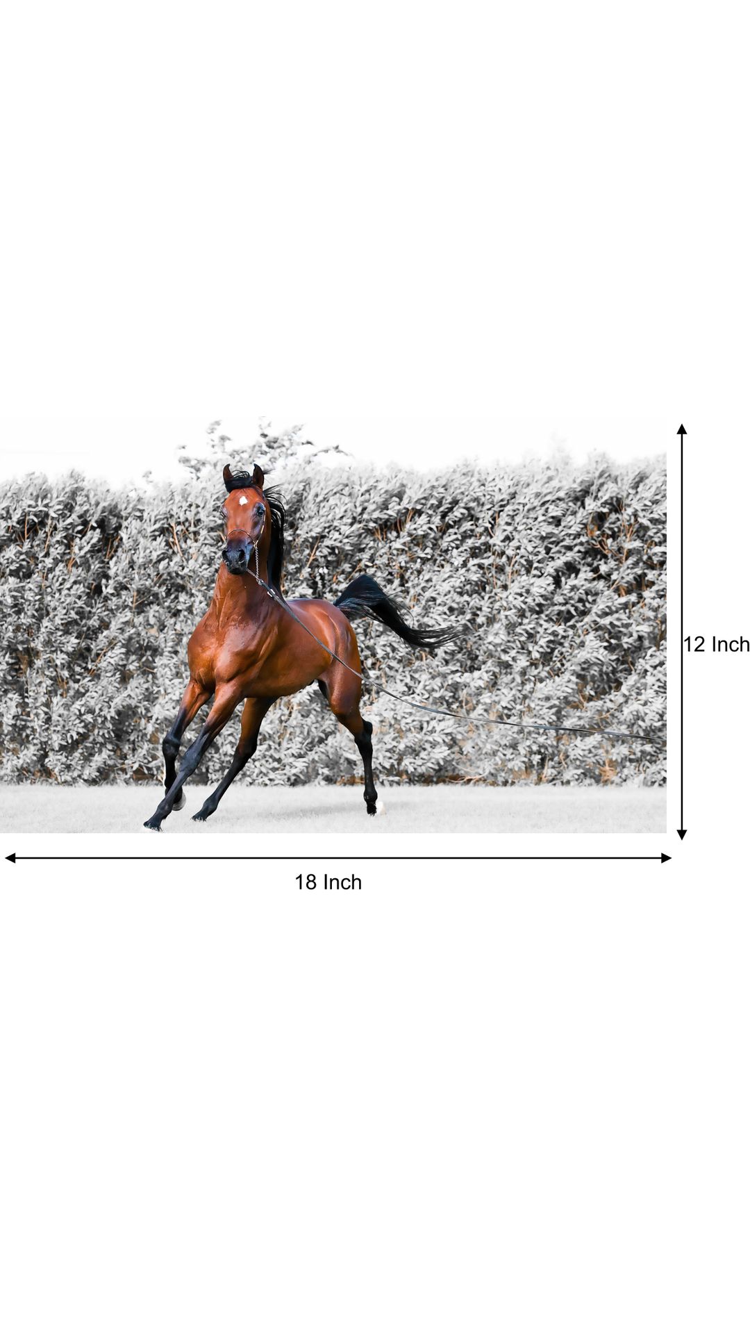 Buy Horse Poster horse posters running horse poster horse wall