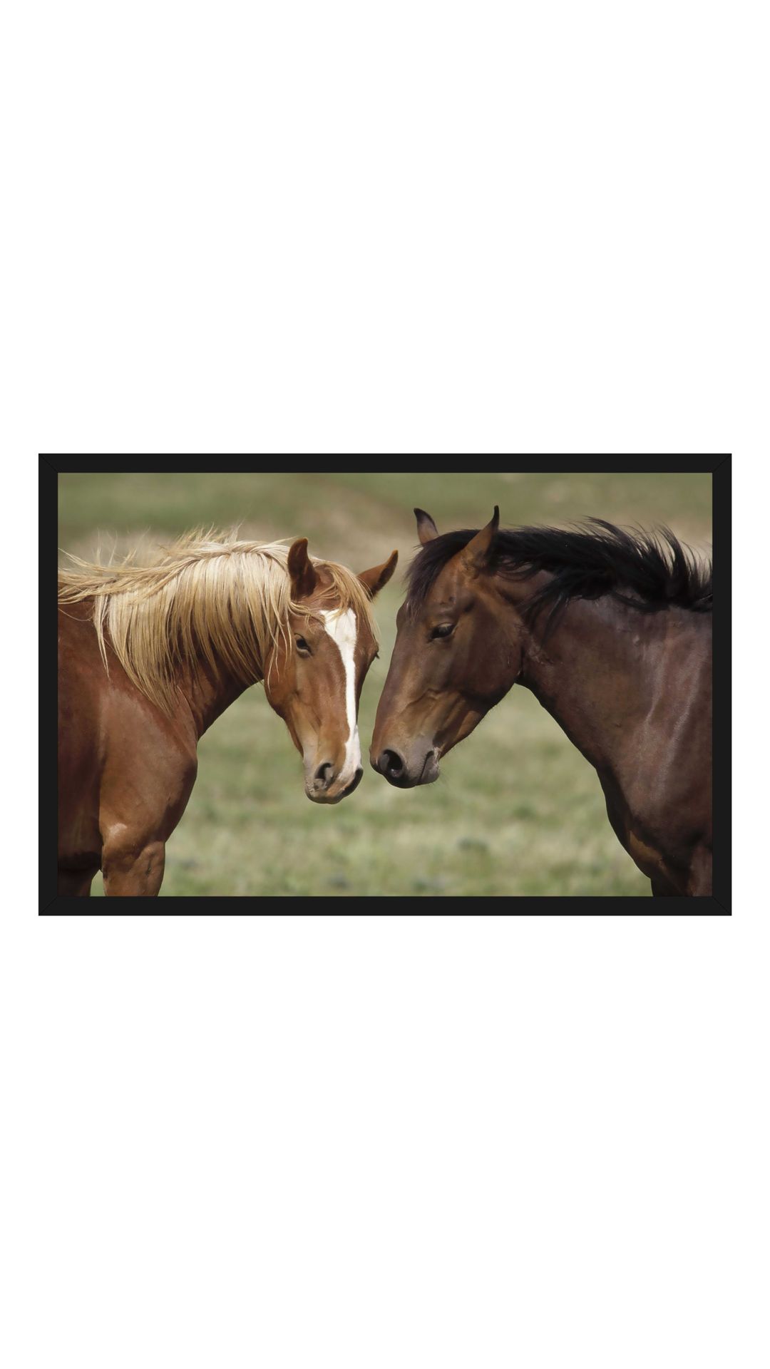 Buy Horse Poster horse posters running horse poster horse wall