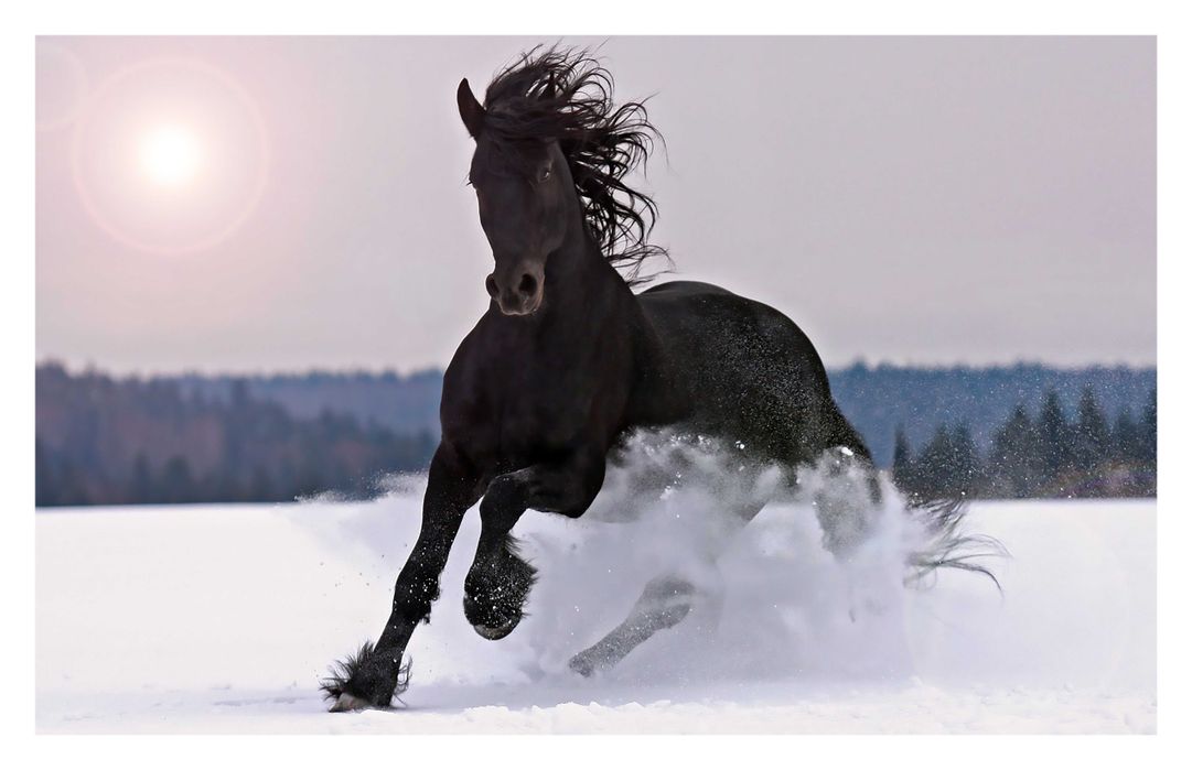 Buy Horse Poster horse posters running horse poster horse wall