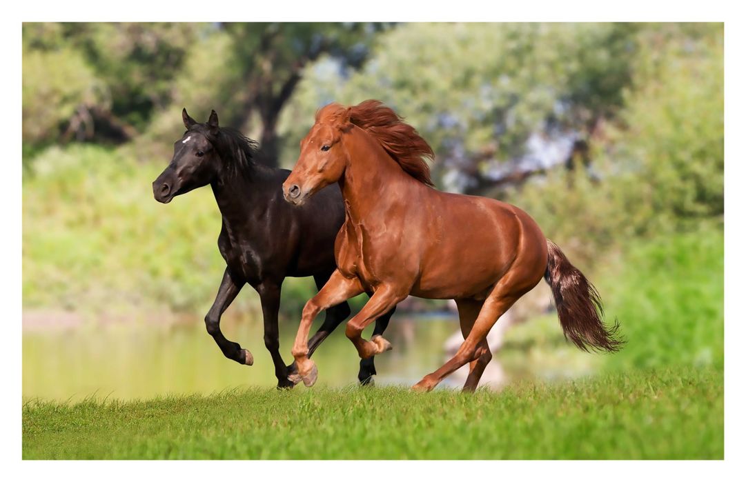 Buy Horse Poster - horse posters - running horse poster - horse wall ...