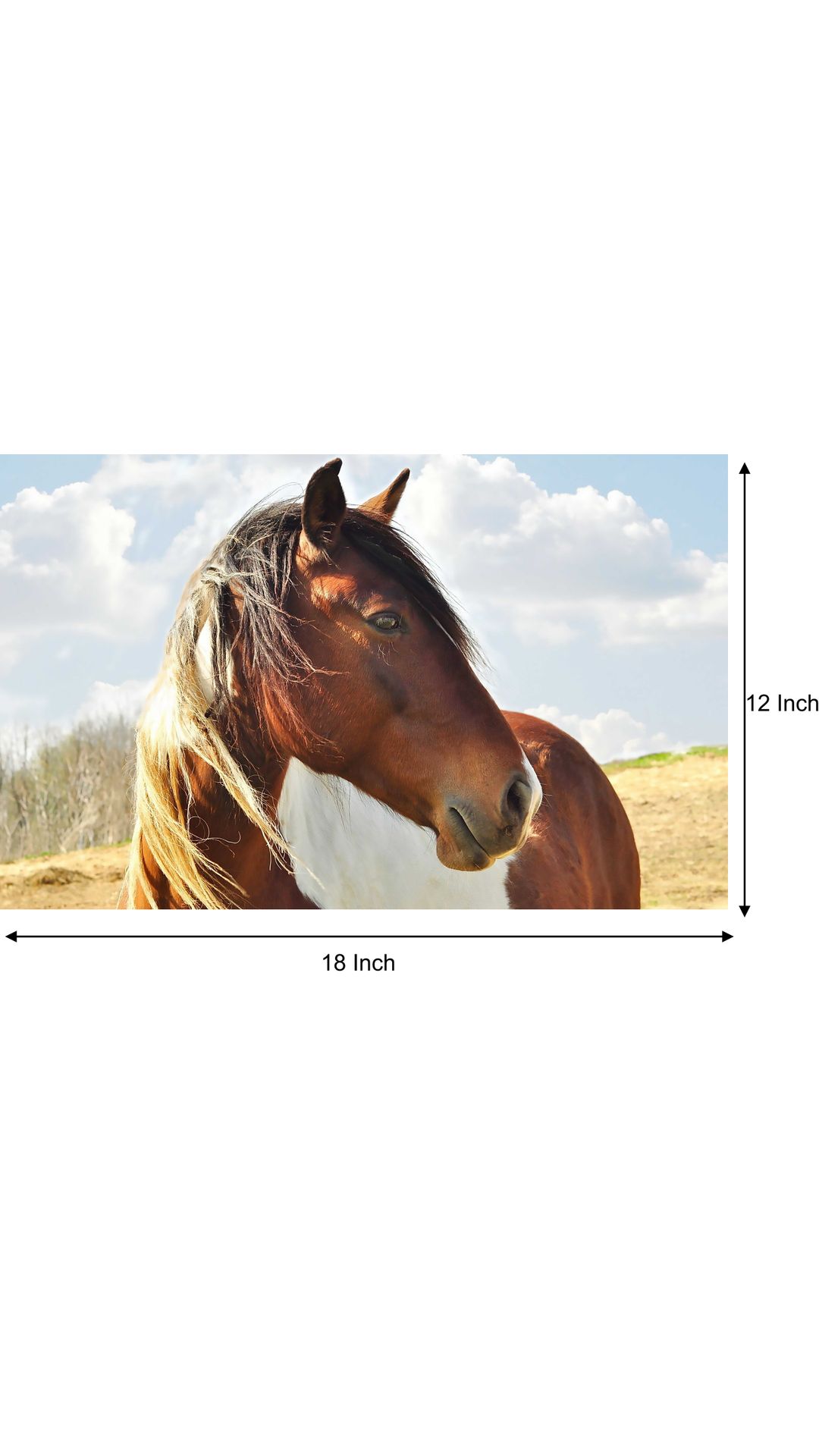 Buy Horse Poster horse posters running horse poster horse wall