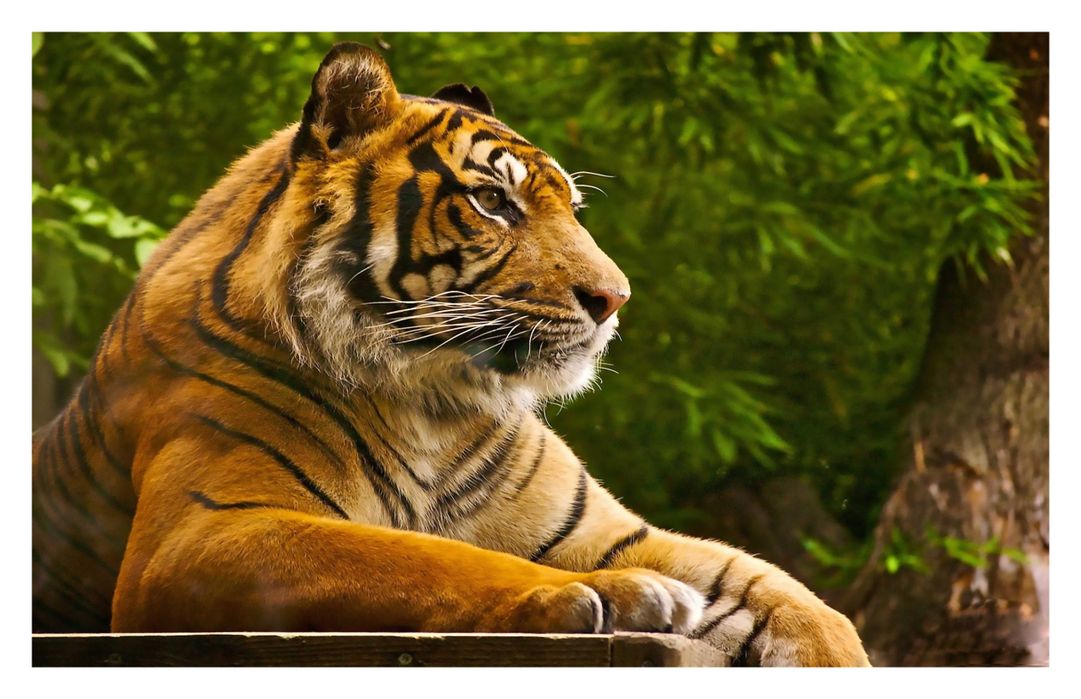 Buy Roar Tiger Poster - Tiger posters - Tiger poster for room - tiger ...