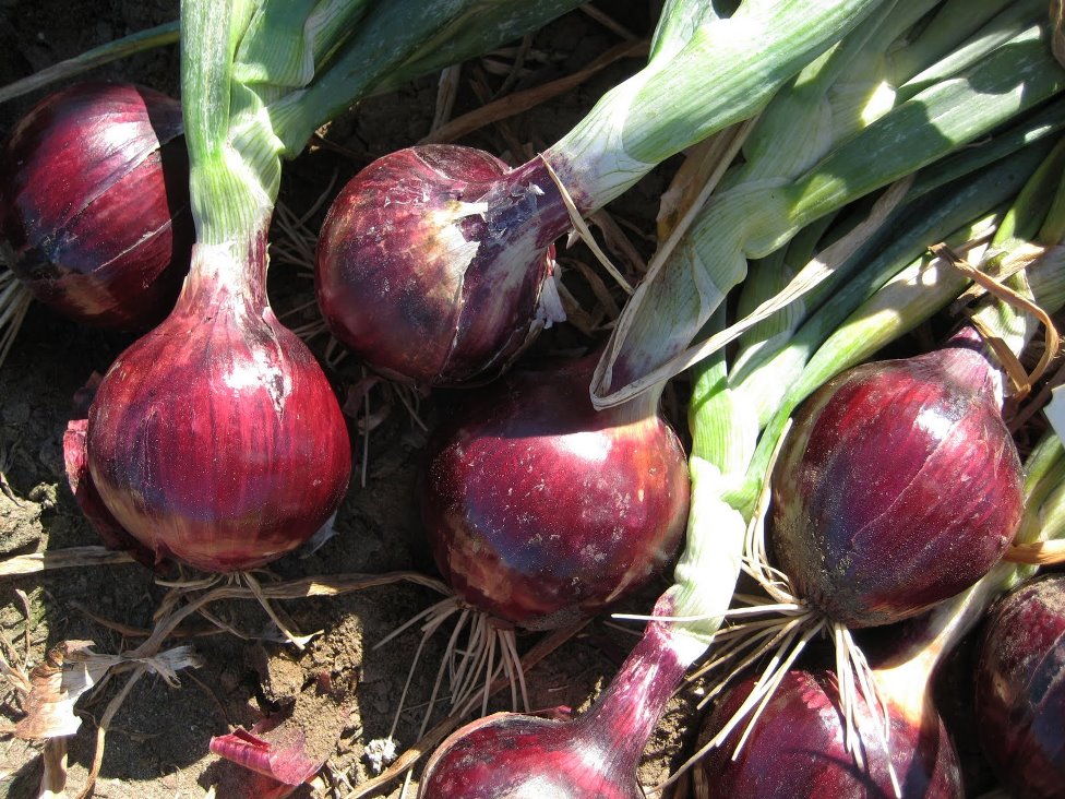 Buy Dark Red Hybrid Onion Hybrid Vegetables Seeds Online @ ₹110 From ...