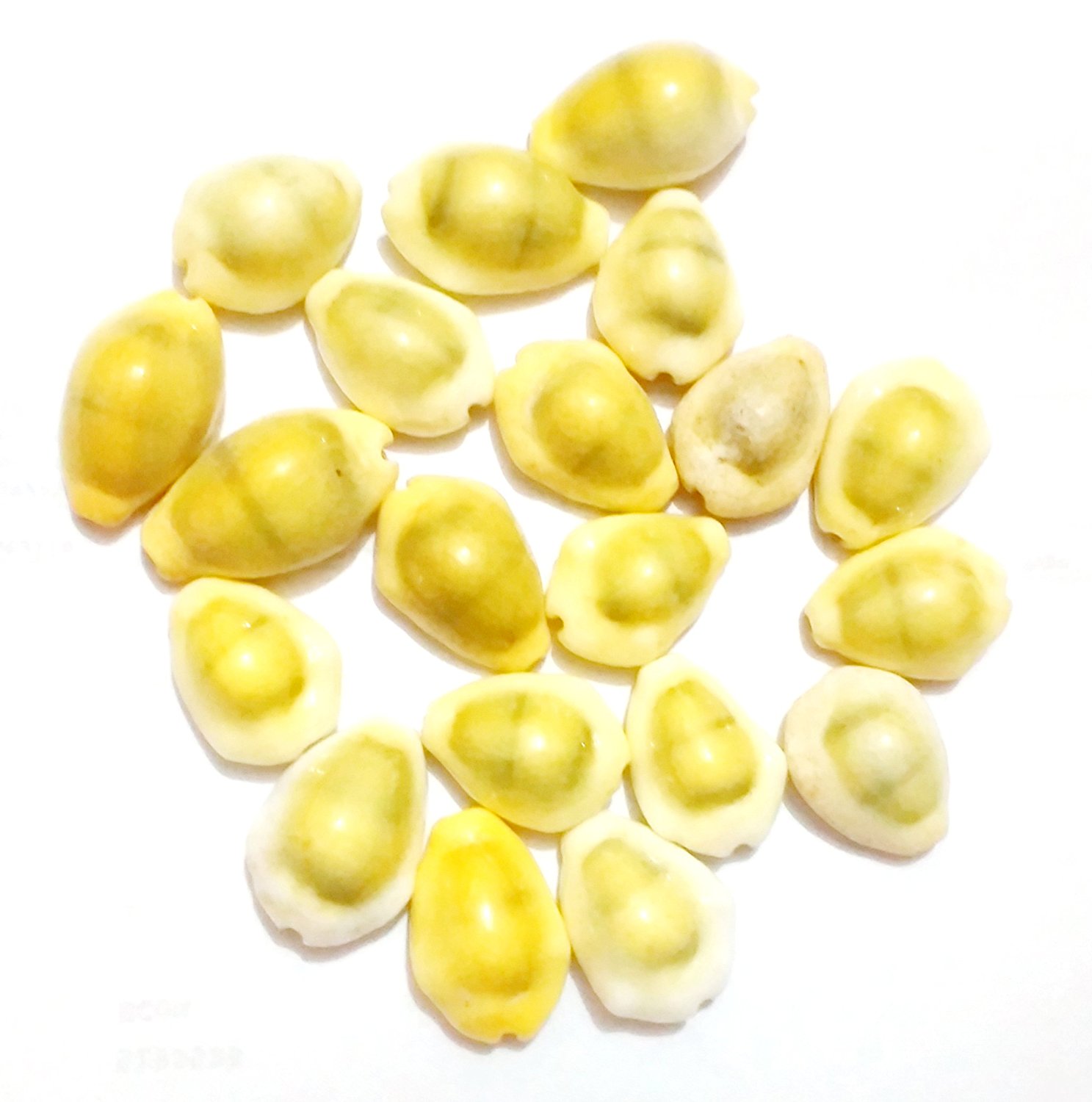 Buy setnacreations Set of 21 Natural Yellow Kaudi Kowdi Cowrie Yellow