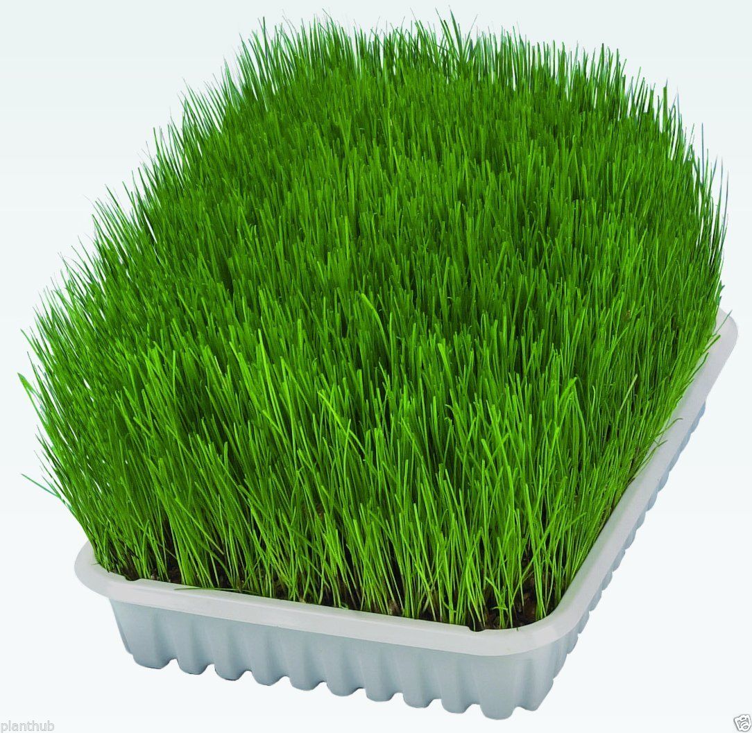 Buy Wheat Grass Seed Online ₹150 from ShopClues