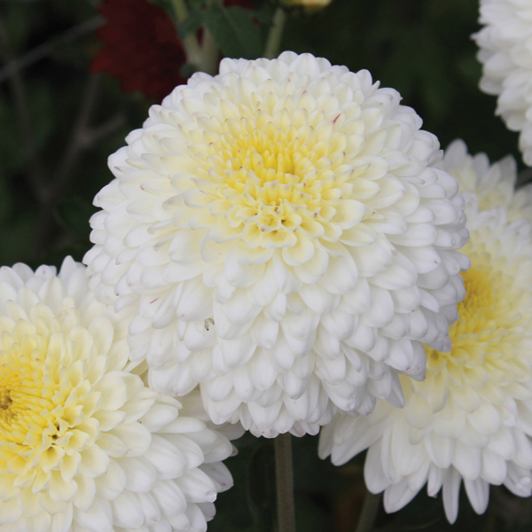 Buy Seeds Chrysanthemum Flower Mixed Colour High Germination Flowers