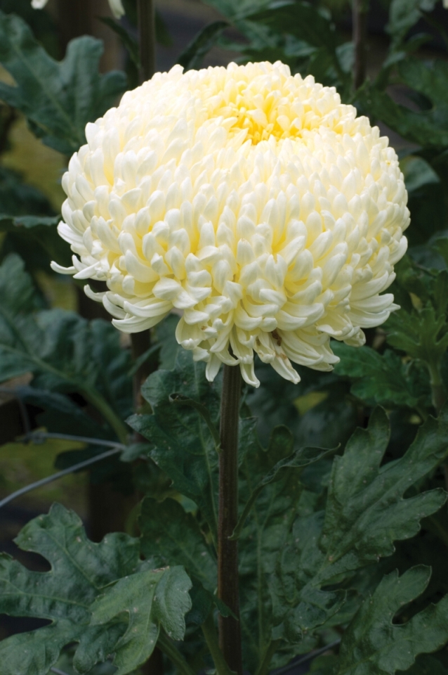 Buy Seeds Chrysanthemum Flower MultiColour Peremium Hybrid Seeds For