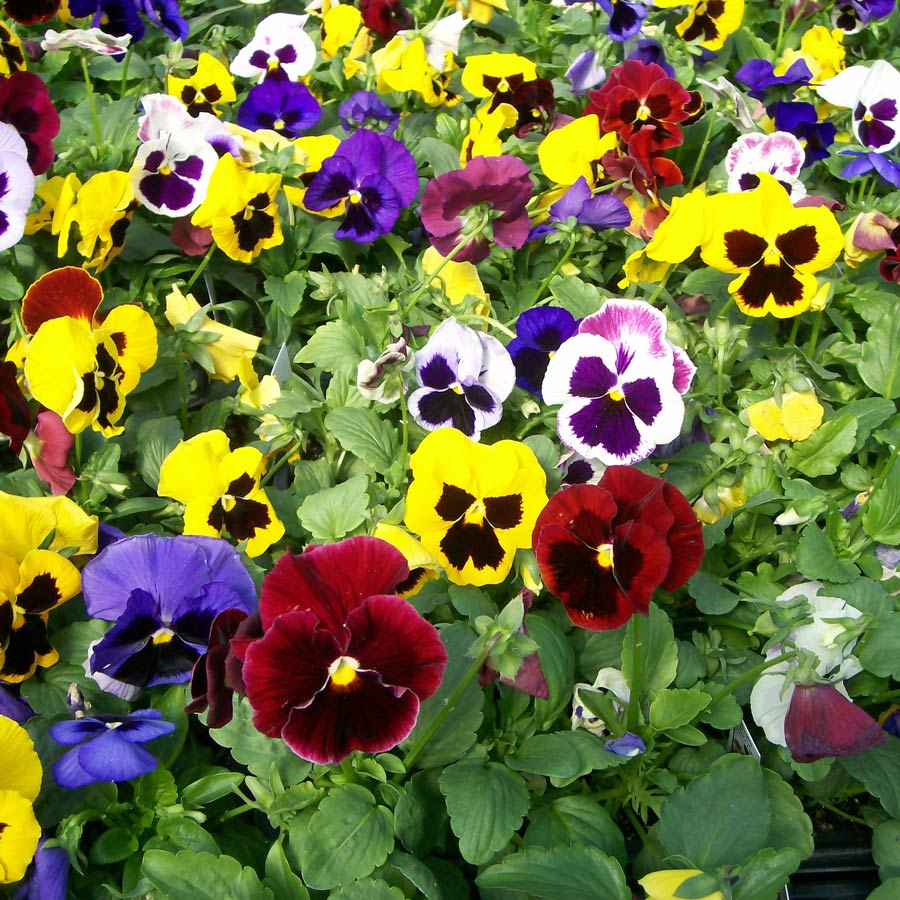 Buy Pansy Flower Mixed Colour Premium Exotic Seeds Online @ ₹58 from ...