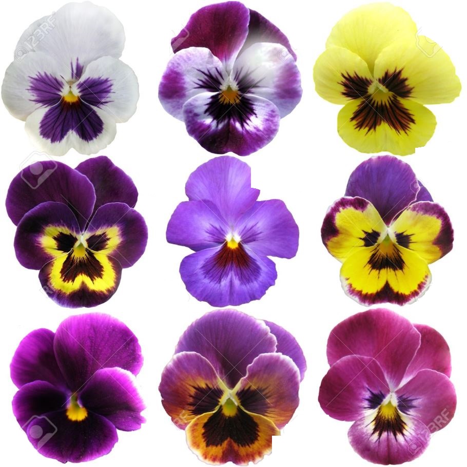 Buy Seeds Pansy Flower Mixed Colour Super Advanced Seeds Online ₹110
