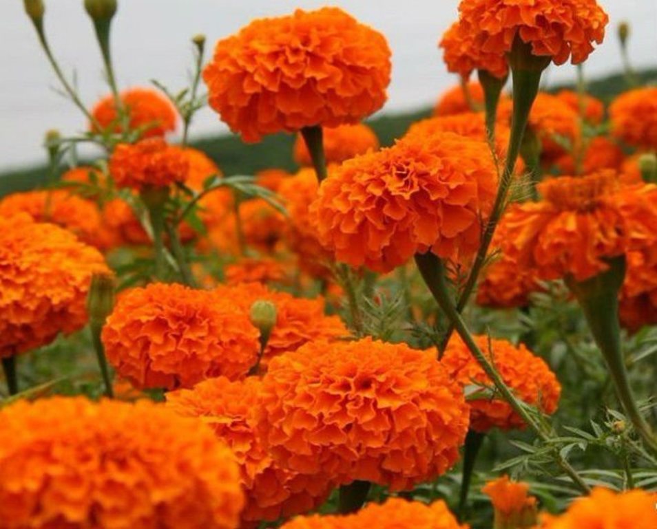 Buy Seeds Marigold Flower Orange & Yellow Colour Premium Seeds Online