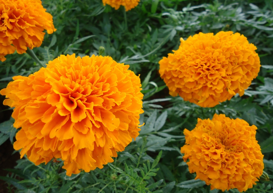 Buy Marigold Flower Orange & Yellow Colour Seeds for Home Garden Online ...