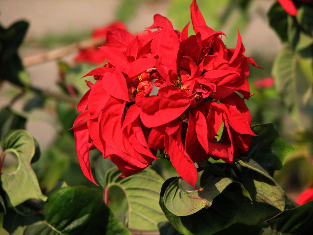 Buy Harit Special Green Plant Poinsettia Fireball Tree