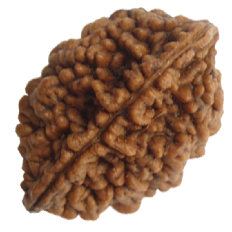 Buy 2 Mukhi 2 Face Rudraksha 100 best quality nepal rudraksha by lab