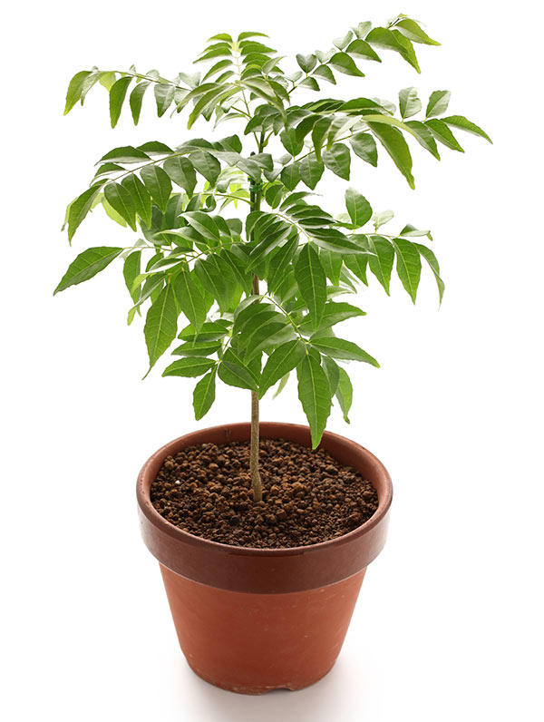 Buy CURRY PATTA LIVE plant Online ₹399 from ShopClues