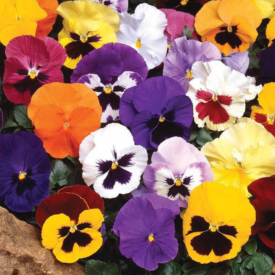 Buy Seeds Pansy Flower MultiColour Fast Germination Seeds For Home