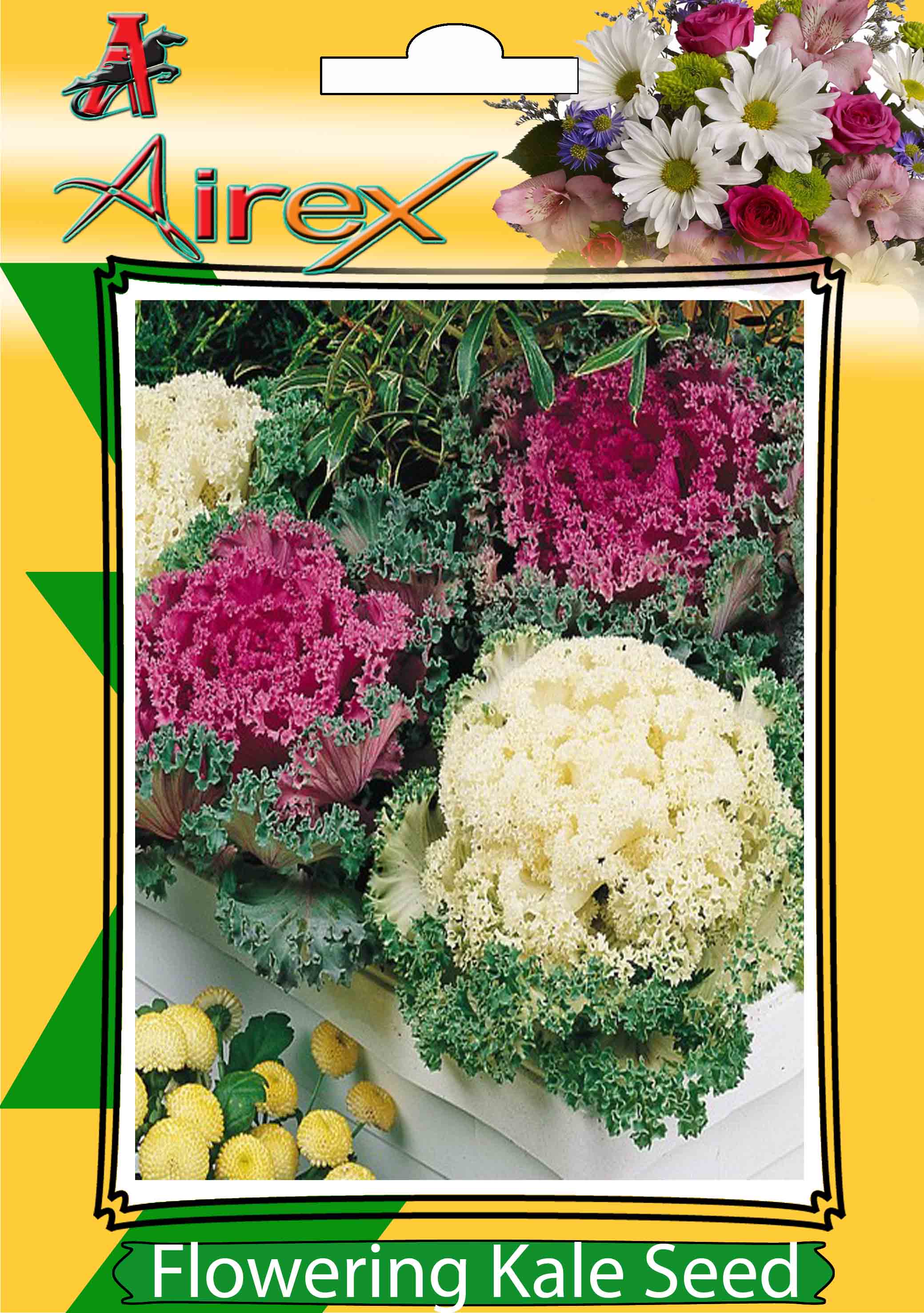Buy Airex Flowering Kale Flower Seeds (Pack Of 50 Seeds x 3 Per Packet