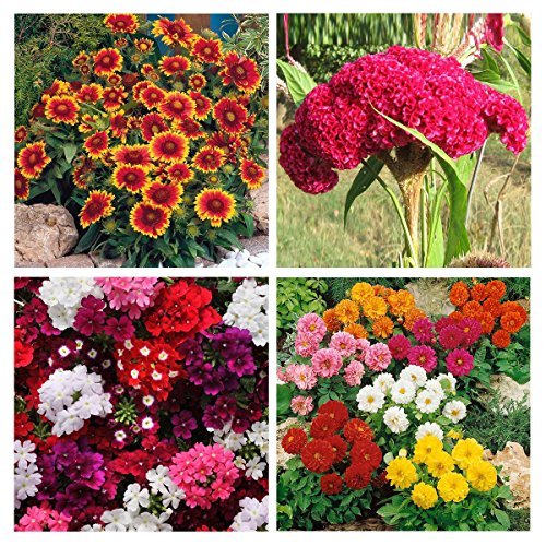 Buy Flower Seeds Combo Pack Giallardia Mixed, Verbeena