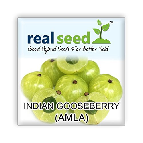 Buy Indian Gooseberry (Amla) Hybrid Herb Seeds - 35 Seeds Online @ ₹165 ...