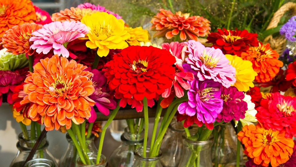 Buy Zinnia Flowers Hybrid Seeds Pack of 30 High Germination Seeds Online ₹110 from ShopClues