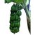 Root Plants-1000 Nos. Grand Naine Tissue Culture Banana Export Variety