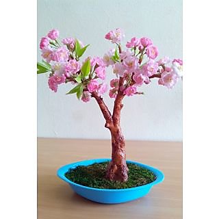 Cherry blossom bonsai tree In India - Shopclues Online
