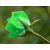 Seeds-Green Rose Seed 5