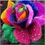 Seeds-Rainbow Rose Multi-Colored Rose 20 Rose Flower