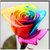 Seeds-Rainbow Rose Multi-Colored Rose 20 Rose Flower