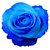 Seeds-Blue Rose 10