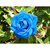 Seeds-Blue Rose 10