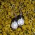 Beadworks Pearl Beaded Earrings in Black Color