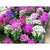 Seeds-Mix Colors Florists Cineraria , Bonsai Pot Florists Cineraria 5