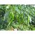 Seeds-Vegetable  Green Chilly For Kitchen Garden With Natural Fertilizer