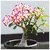 Seeds-Rose Air Purification Adenium Flower Absorbs Harmfull Gas In The Air For Indoor And Outdoor