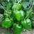Vegetable Seed  Green Capsicum Seeds For Kitchen Garden With Natural Fertilizer For Healthy And Pollution Free Life