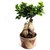 Nurturing Green Grafted Ficus Bonsai Plant 4 Years Old