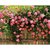 Seeds-Climbing Rose Seed Best Seed For Your Garden 5