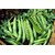 Seeds-Peas/ Vatana/ Matar - Kitchen Gardening Pack - Approx 40 !