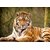 Mesleep Tiger Canvas