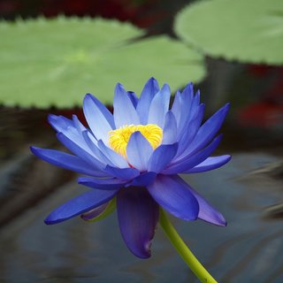 Asian lotus flower Asian lotus flower