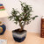 Exotic Green Indoor Plant S Shape Ficus 3 Year Bonsai In Ocean Blue Ceramic Pot